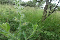 Crotalaria mysorensis